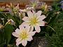 Lewisia pygmaea